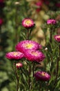 Vertical closeup of pink Callistephus flowers in a green garden
