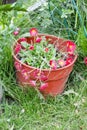 Vertical closeup of pink flowers in a flowerbox in a garden captured during the daytime Royalty Free Stock Photo