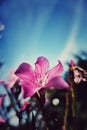 Vertical closeup of a pink Oleander flower in a filed with bokeh on background