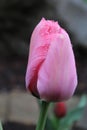 Vertical closeup of a pink tulip blooming in a lush garden Royalty Free Stock Photo