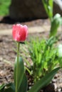 Vertical closeup of a pink tulip blooming in a lush garden Royalty Free Stock Photo