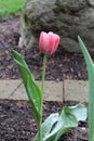 Vertical closeup of a pink tulip blooming in a lush garden Royalty Free Stock Photo