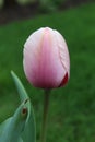 Vertical closeup of a pink tulip blooming in a lush garden Royalty Free Stock Photo