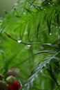 Vertical closeup of a plant leaves with raindrops on them Royalty Free Stock Photo