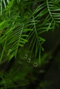 Vertical closeup of a plant leaves with raindrops on them Royalty Free Stock Photo
