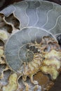 Vertical closeup of the polished nautilus fossil. Royalty Free Stock Photo