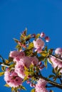 Vertical closeup of the Prunus Zuzu flowering plant in Piedmont Park in Atlanta, Georgia.