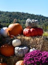 Vertical closeup of pumpkins, chrysanthemums, and straw bales. Autumn harvest. Royalty Free Stock Photo