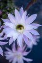 Vertical closeup of a purple Easter lily cactus flower with blurred background Royalty Free Stock Photo