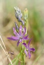 Vertical closeup on the purple flowering great or large camas, Camassia leichtlinii in the field Royalty Free Stock Photo