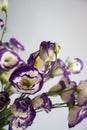 Vertical closeup of purple Lisianthus Russell flowers in a vase