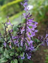 Vertical closeup of purple mona lavender with grass blurred background