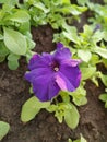 Vertical closeup of a purple Petunia blossom