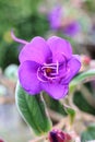 Vertical closeup of purple Tibouchina blossom surrounded by leaves