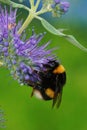 Vertical closeup on a queen buff-tailed or large earth bumblebee, Bombus terrestris Royalty Free Stock Photo