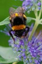 Vertical closeup on a queen buff-tailed or large earth bumblebee