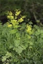 Vertical closeup on the rare European Smyrnium perfoliatum, Perfoliate Alexanders wildflower in the spring