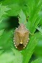 Closeup on the rare Vernal shieldbug, Peribalus strictus vernalis sitting in green vegetation Royalty Free Stock Photo