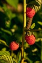 Vertical closeup a raspberry berry in the morning sun with a blurred background
