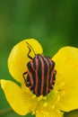 Vertical closeup on the red and black striped shieldbug, Graphosoma italicum in a yellow buttercup flower Royalty Free Stock Photo