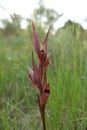 Vertical closeup on the red c olored Long-lipped tongue orchis, Serapias vomeracea against a green natural background