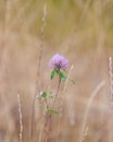 Vertical closeup of a red clover, Trifolium pratense. Royalty Free Stock Photo