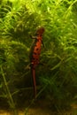 Vertical closeup on the red colored belly of the Chinese fire bellied newt, Cynops orientalis Royalty Free Stock Photo