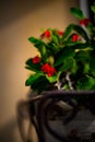 Vertical closeup of red Crown-of-thorns plants with green leaves in a pot