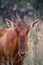 Vertical closeup of a red hartebeest grazing in a field Royalty Free Stock Photo