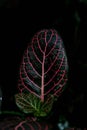 Vertical closeup of red-nerved fittonia leaf on a dark background. Royalty Free Stock Photo