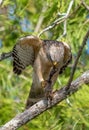 Vertical closeup of a Red Shouldered hawk perched on a tree branch with prey in its beak and claws Royalty Free Stock Photo