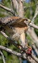 Vertical closeup of a Red Shouldered hawk perched on a tree branch with prey in its claws Royalty Free Stock Photo