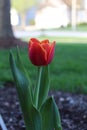 Vertical closeup of a red tulip blooming in a lush garden Royalty Free Stock Photo