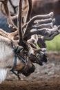 Vertical closeup of reindeers in North Pole, Alaska