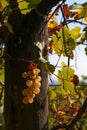 Vertical closeup of ripe bunch of grapes growing on a vine Royalty Free Stock Photo