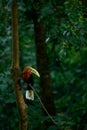 Vertical closeup of a rufous-necked hornbill perched on a tree branch