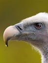 Vertical closeup on the Ruppell's griffon vulture face on blurry background