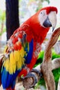 Vertical closeup of a Scarlet macaw perched on a tree branch in a zoo Royalty Free Stock Photo