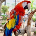 Vertical closeup of a Scarlet macaw perched on a tree branch in a zoo Royalty Free Stock Photo