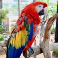 Vertical closeup of a Scarlet macaw perched on a tree branch in a zoo Royalty Free Stock Photo