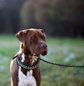 Vertical closeup of a scary brown Pit Bull wearing a chain collar and staring into distance