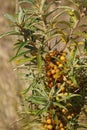 Vertical closeup on the sea-buckthorn, Hippophae rhamnoides, with it's orange berries