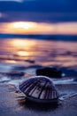 Vertical closeup of a seashell on the beach at sunset