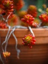 Vertical closeup of Sedum rubrotinctum, commonly known as jelly-beans, jelly bean plant. Royalty Free Stock Photo