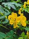 Vertical closeup of Senna bicapsularis, yellow candlewood.