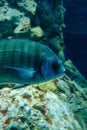 Vertical closeup of Sheephead bream (diplodus puntazzo) fish in water stones background Royalty Free Stock Photo