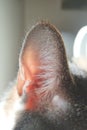 Vertical closeup shot of an adorable cat ear Royalty Free Stock Photo