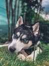 Vertical closeup shot of an adorable husky dog with blue eyes Royalty Free Stock Photo