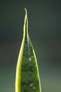 Vertical closeup shot of an aloe vera leaf with a blurred background Royalty Free Stock Photo