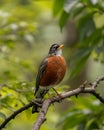 Vertical closeup shot of an American robin perched on a wooden tree branch Royalty Free Stock Photo